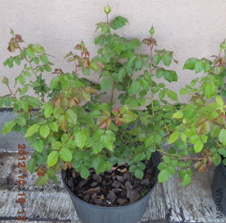 RSCN4412_����.jpg