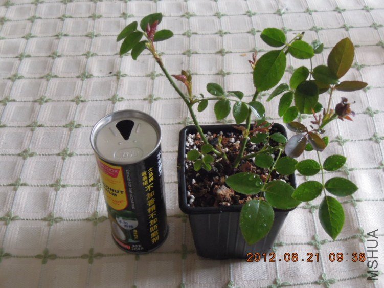 DSCN4012.jpg