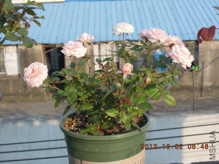 DSCN4153.jpg