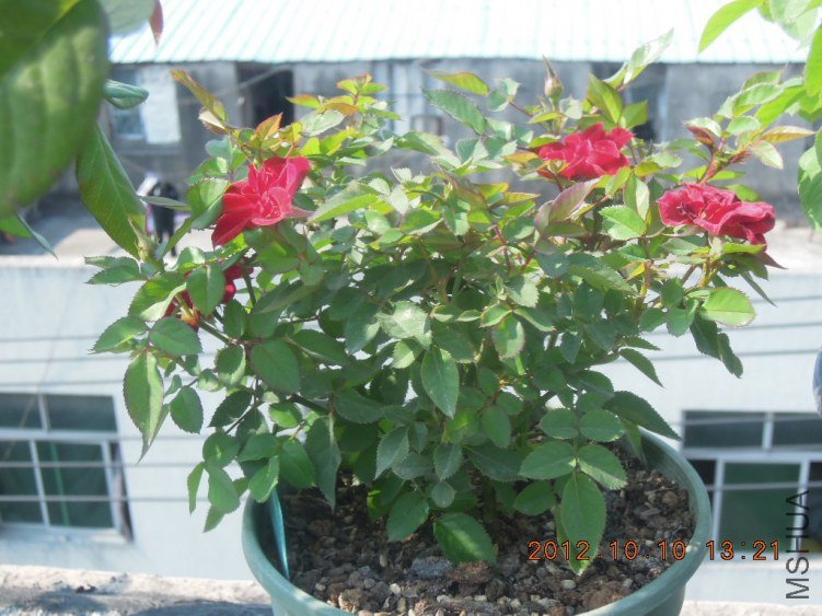 DSCN4207.jpg