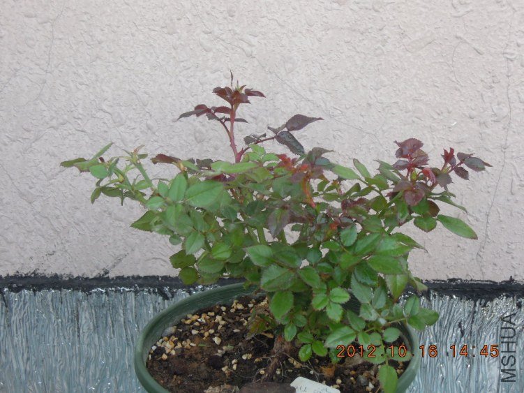 DSCN4426.jpg