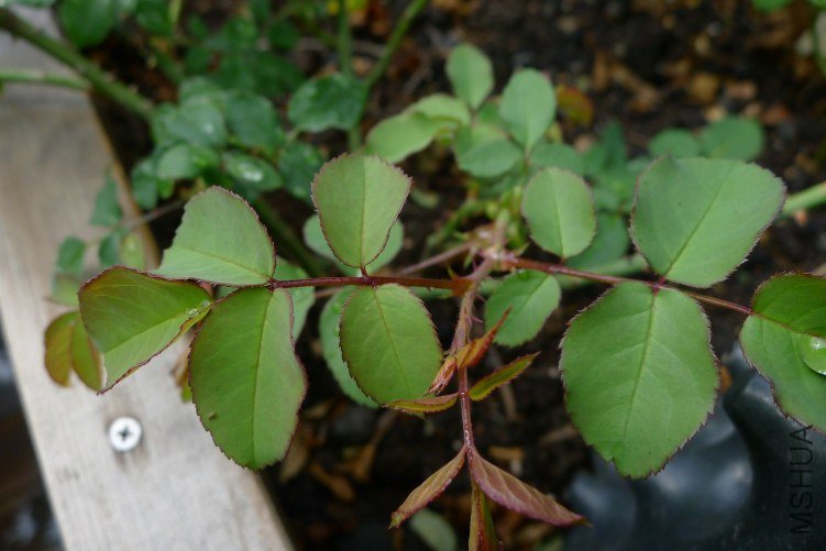 P1070664.JPG