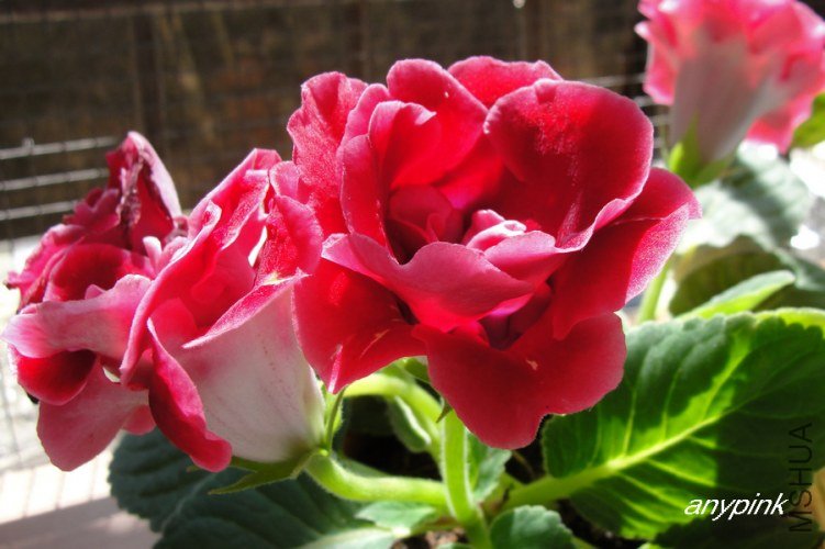 nEO_IMG_DSC06709.jpg