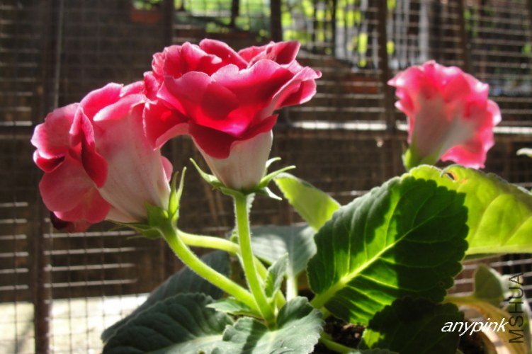 nEO_IMG_DSC06712.jpg