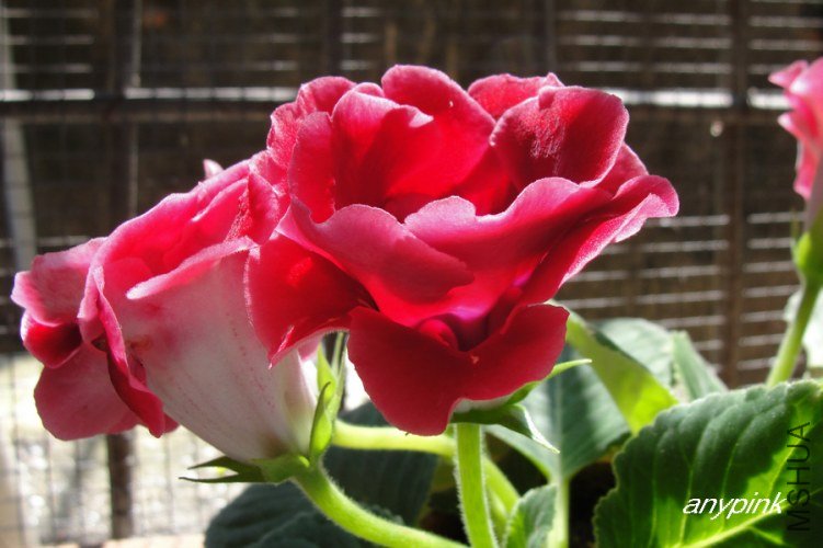 nEO_IMG_DSC06713.jpg