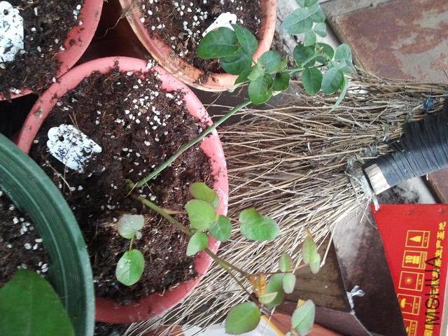 ����ĺ���