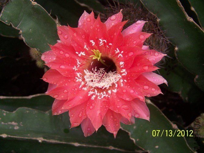 Fangri-La. �������a.jpg