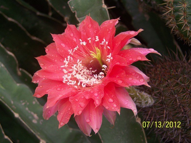 Fangri-La. �������b.jpg