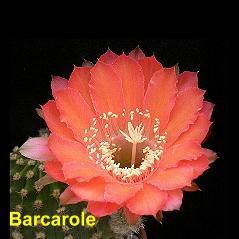 Bacarole1.jpg