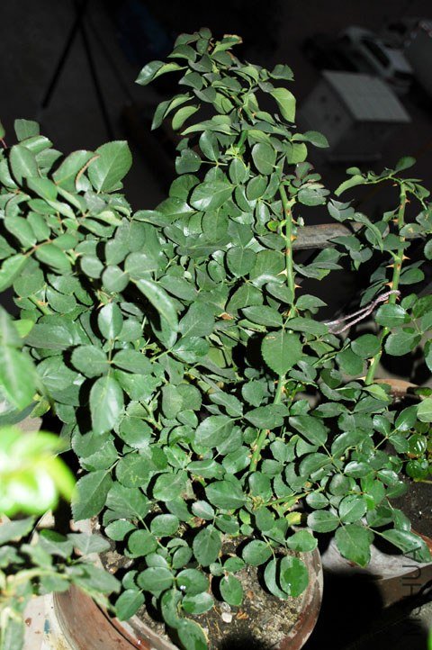 DSC_2467.jpg