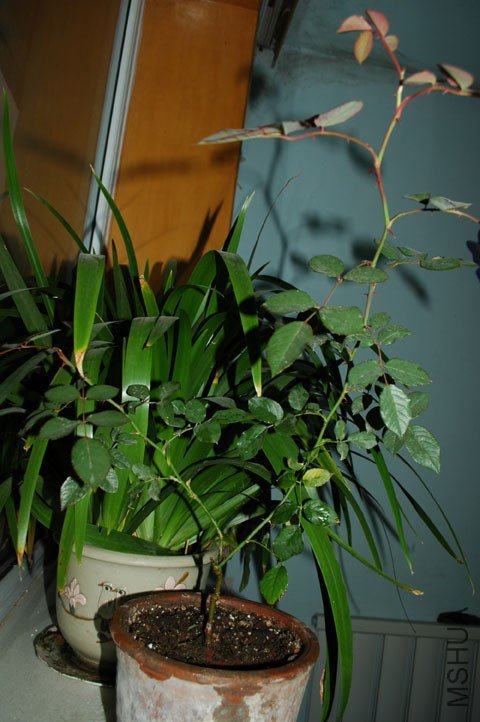 DSC_2464.jpg