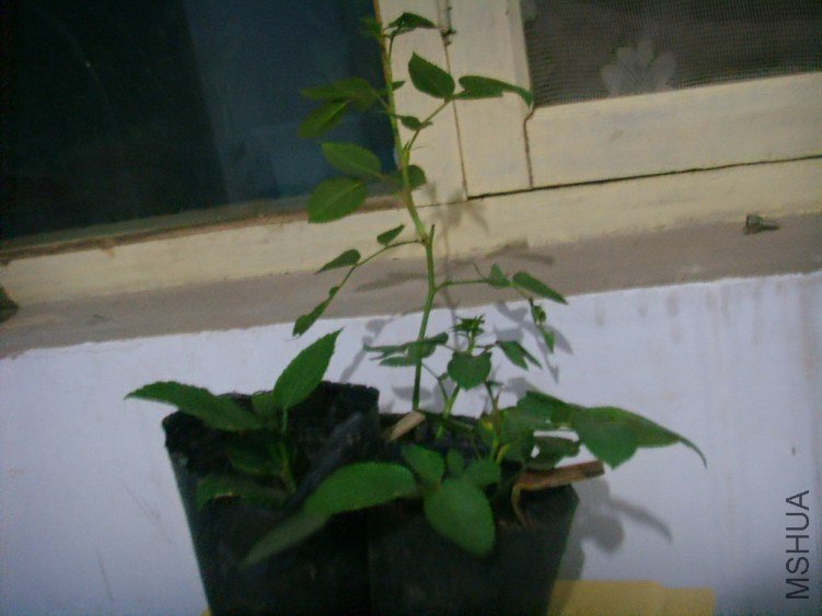 SSM16802.JPG