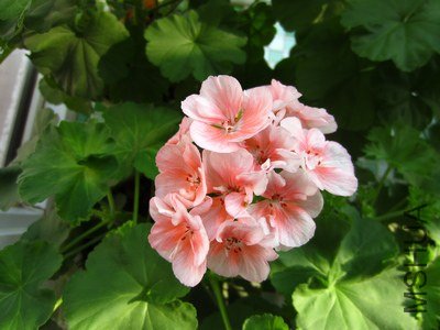 IMG_0686.JPG