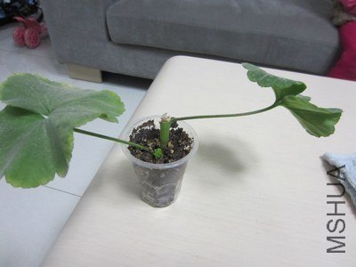 IMG_0803.JPG