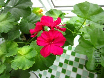 IMG_0682.JPG