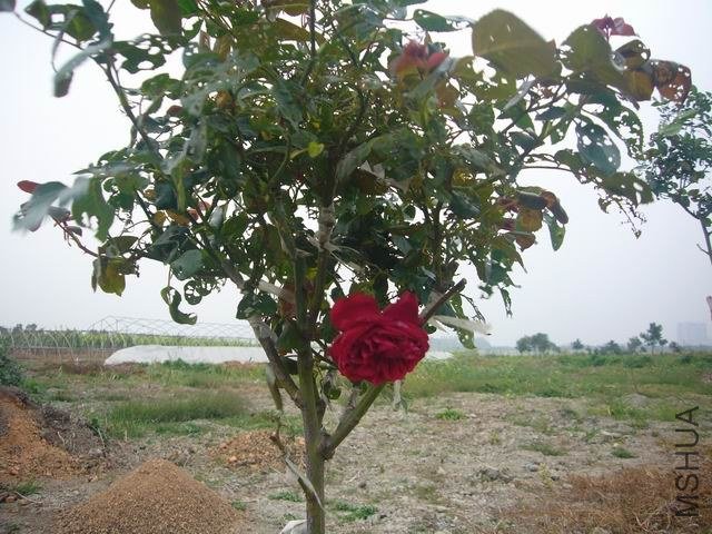 ������С P1060734.JPG