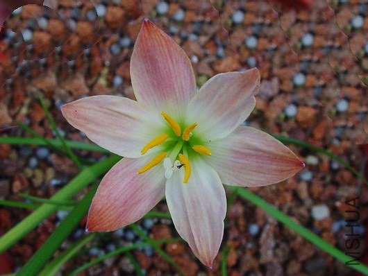luckygrass-tex.jpg