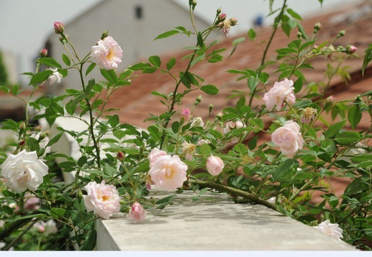 Ǿޱ5.jpg