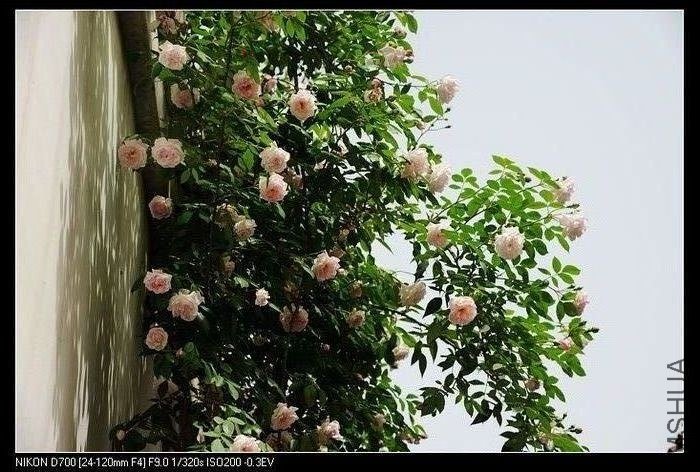 0207245gz537d8uz8lfu7d.jpg