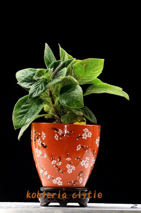 DSC_0133 ����.jpg