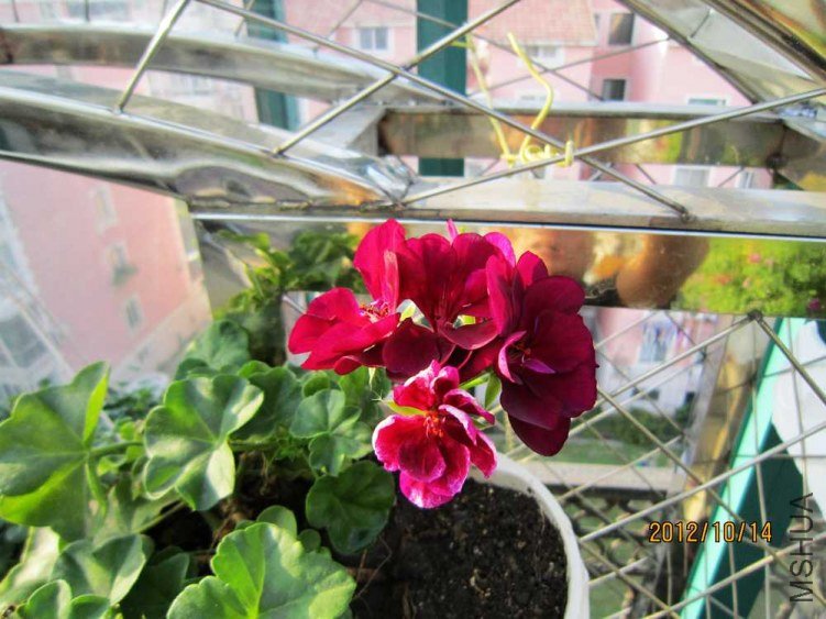 IMG_6762.jpg