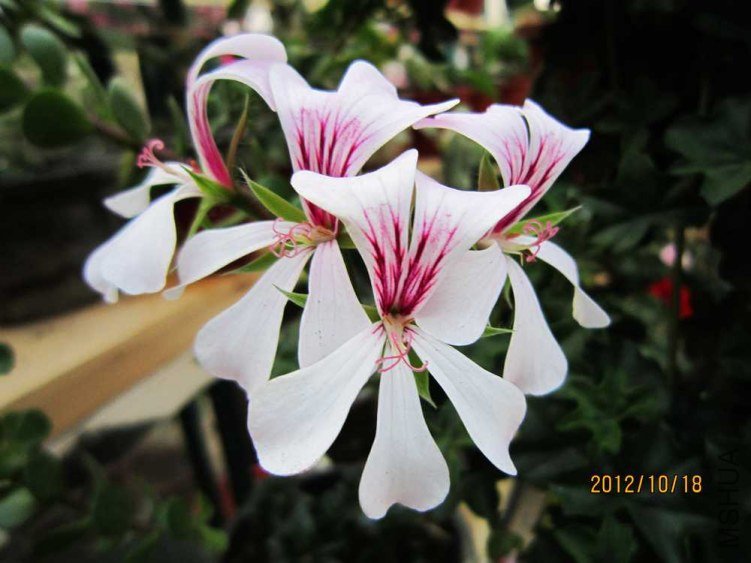 IMG_6784.jpg