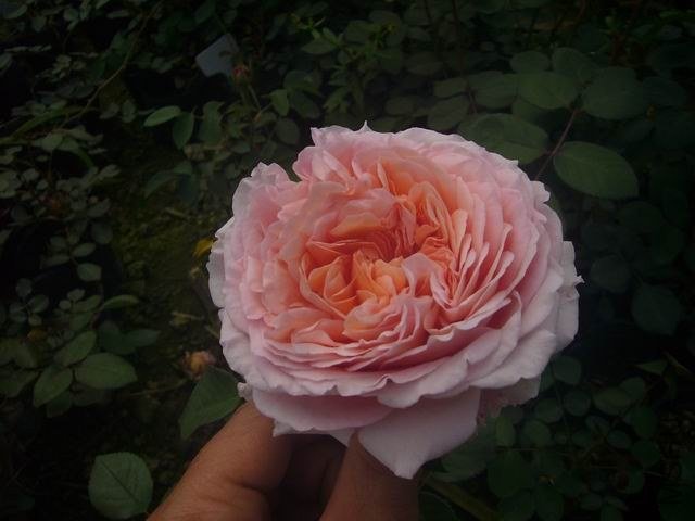 ������С P1050797.JPG