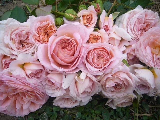 ������С P1060279.JPG