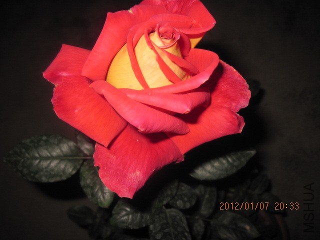 IMG_1775.jpg