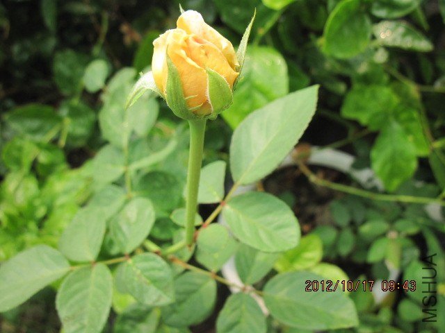 X50QJ2CAIWQLSUCAO0BJXICA2AGP88CA53KYPUCA5D5BCGCA56FW0MCAA78H81CANYNAL3CAWHQMXHCA.jpg