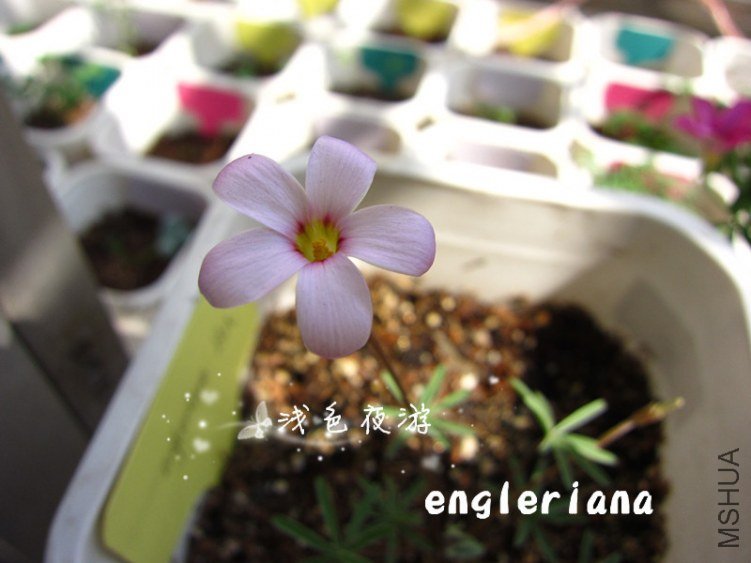 engleriana4.jpg