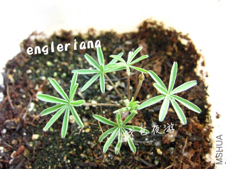 engleriana1.jpg