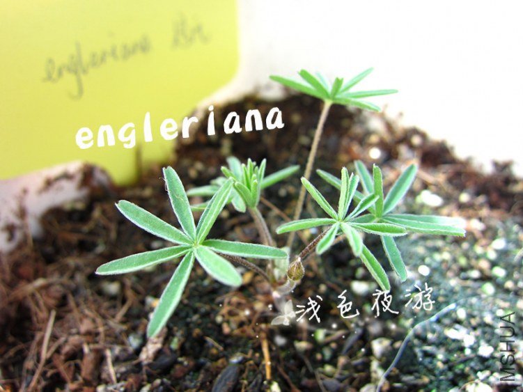 engleriana2.jpg