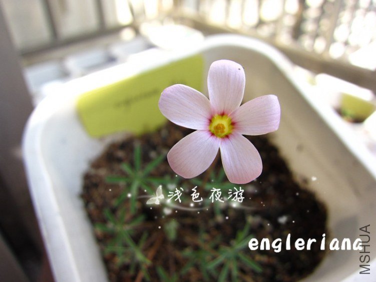 engleriana3.jpg