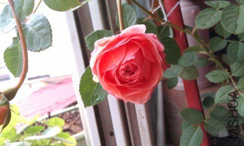 IMG20121020054308.jpg