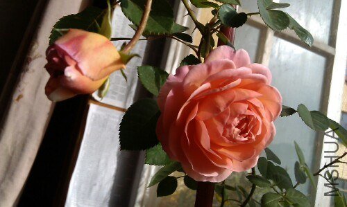 IMG20121020054351.jpg