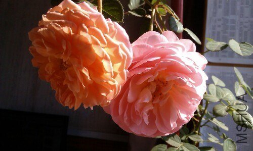IMG20121020054401.jpg
