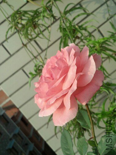 IMG20121020074115.jpg