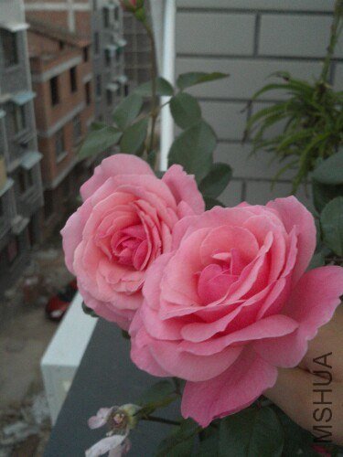 IMG20121020074205.jpg