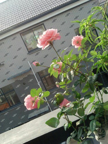 IMG20121020074217.jpg