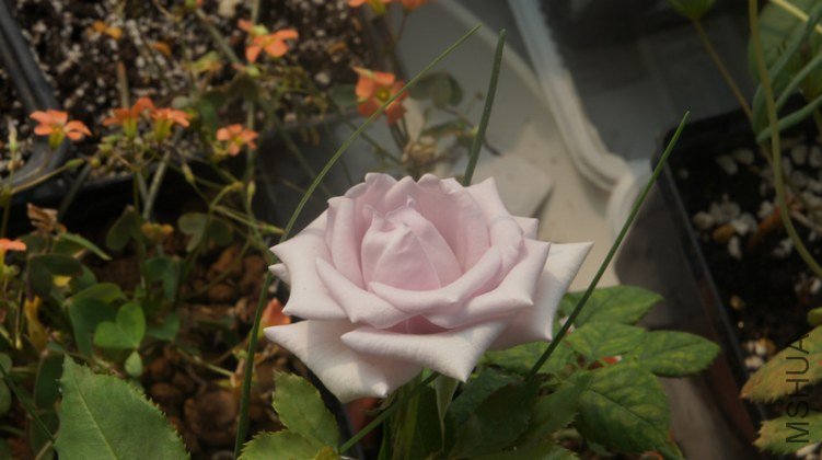 DSC02569.jpg