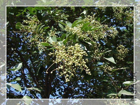 DSC09651_����_����.jpg