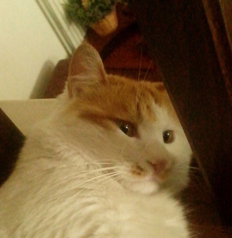 IMG_20120720_072154 copy.jpg