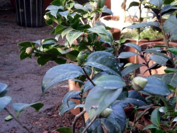 ����ۡ