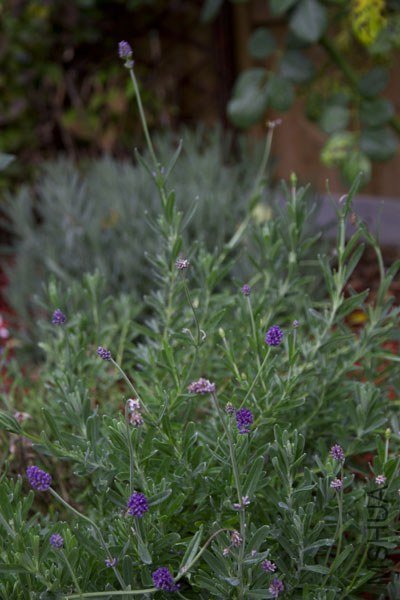 lavender2.jpg