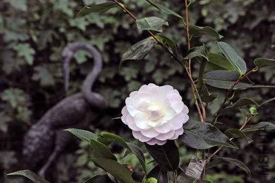 _DSC7219_SS.jpg