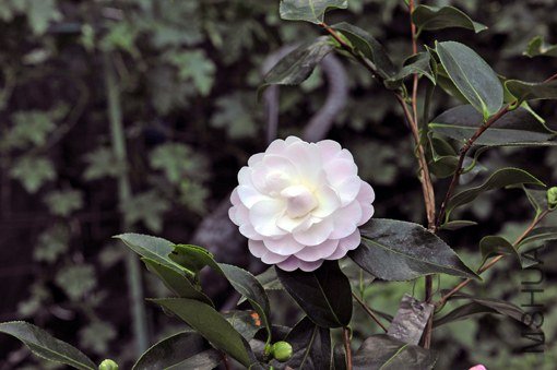_DSC7217_SS.jpg