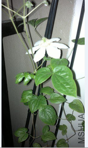 Ҷ������Ҷ