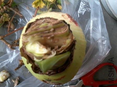 �м䶼����