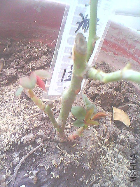 ��18����** ��Ҷ.jpg